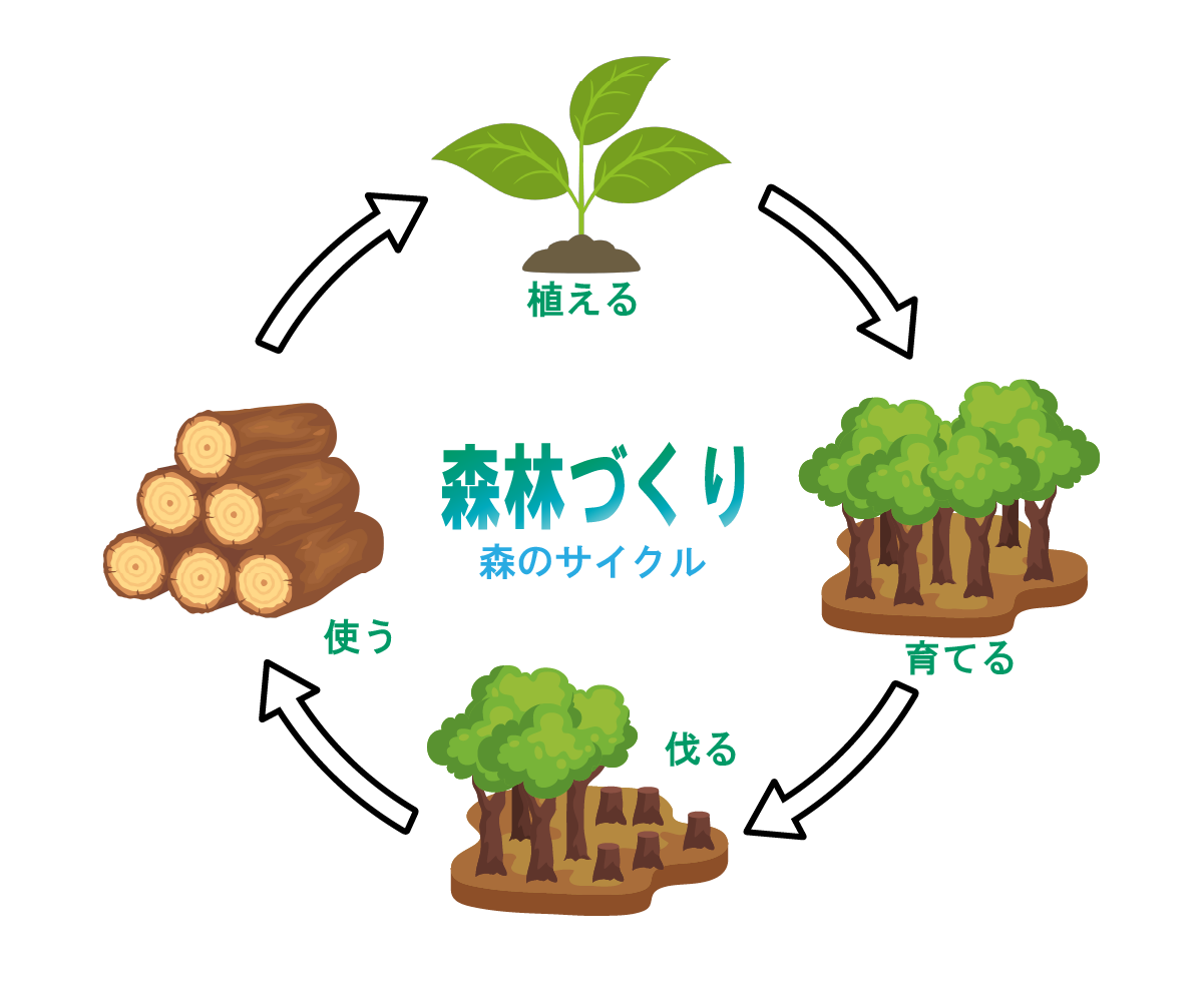 森林づくり　森のサイクル